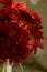 éžæ´²èŠ  Red gerbera chrysanthemum